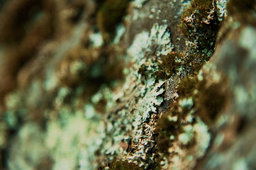 Green moss grown up cover the rough stones in the forrest. Show with macro view. Rocks full of the moss. Blurred bokeh