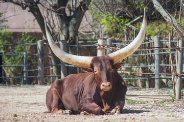 Ankole-Watusi longhorn bull from  Africa