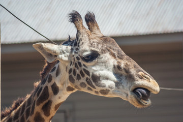 Giraffe head from  Africa