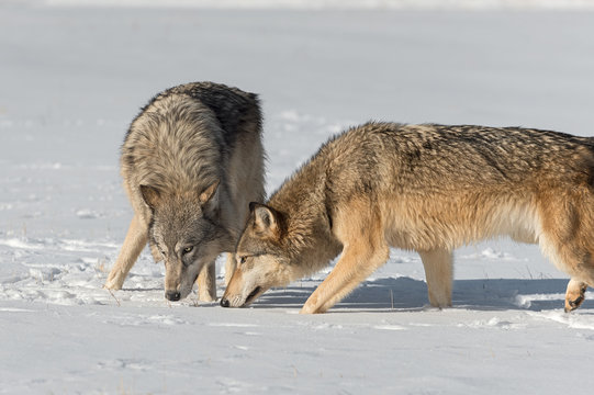 Grey Wolves (Canis lupus) Come Together Heads Down Winter