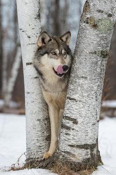 Grey Wolf (Canis lupus) Looks Out Between Trees Licking Chops