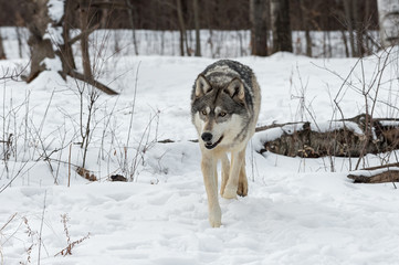 Grey Wolf (Canis lupus) Trots Forward