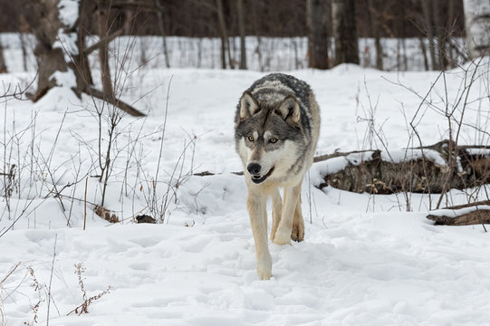 Grey Wolf (Canis lupus) Trots Forward