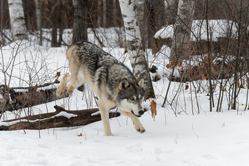 Grey Wolf (Canis lupus) Hops Over Logs