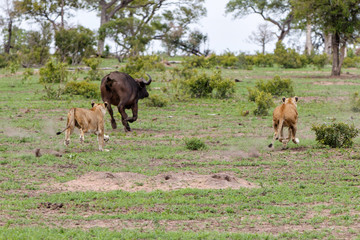 lions hunting a Buffalo in Sabi Sands Game Reserve in the Greater Kruger Region in South Africa