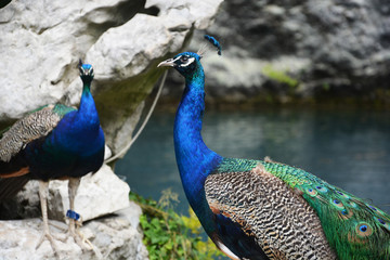 Fototapeta premium Beautiful peacocks with colorful tails near the blue lake in Abkhazia, unusual plumage