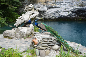 Beautiful peacocks with colorful tails near the blue lake in Abkhazia, unusual plumage