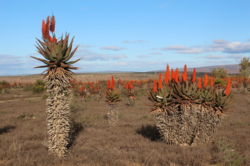 A landscape of Aloe ferox in full bloom in winter in the Eastern Cape, South Africa.