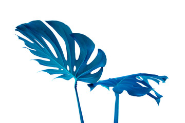 Blue white indigo tropical texture green leaves pattern background natural fine art postcard fresh...