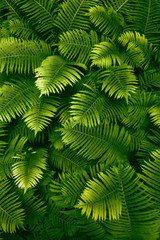 Naklejka na ściany i meble leafs fern rain drops tropical top view nature background green fine art fresh sweet cool new UFO