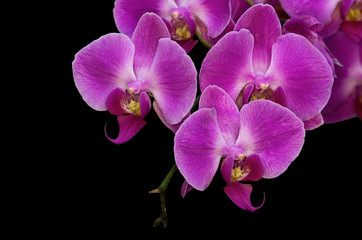  orchids on a black background