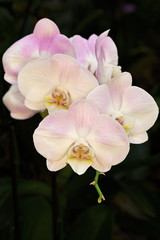 Fototapeta na wymiar orchids on a black background