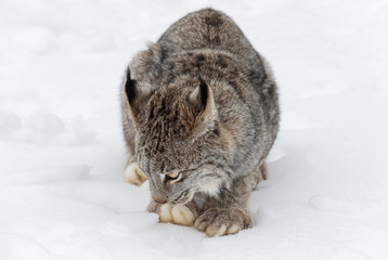 Canadian Lynx (Lynx canadensis) Looks at Snow