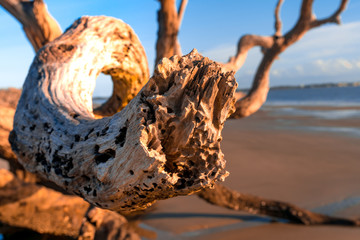 Driftwood Beach in Georgia