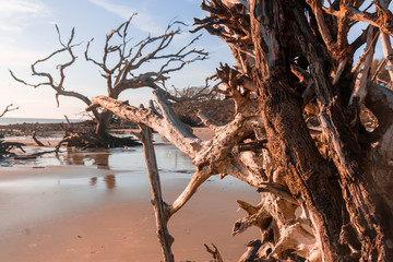 Driftwood Beach in Georgia
