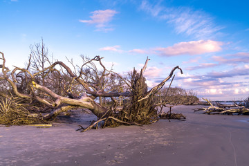 Driftwood Beach in Georgia