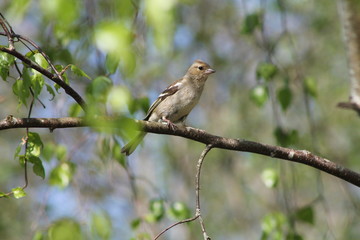 finch on a branch