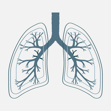 Human Lung anatomy illustration . Illness respiratory cancer gra