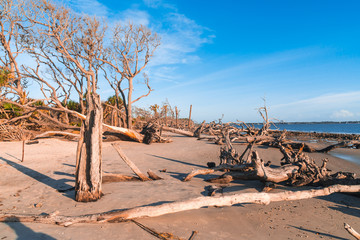 Driftwood Beach in Georgia