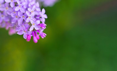 Macro view blossoming Syringa lilac bush. Springtime landscape with bunch of violet flowers. lilacs blooming plants background.