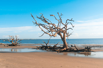 Fototapeta na wymiar Driftwood Beach in Georgia