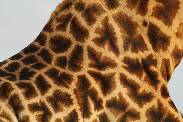 Close up of the marking on a giraffe's neck.