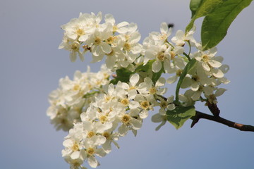 white flowers of bird cherry tree in spring