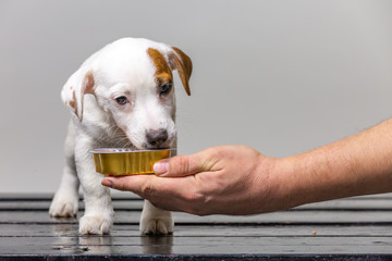 Man feeding Little cute jack russel puppy from the hand on white background