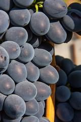 Bunch of dark grapes close up