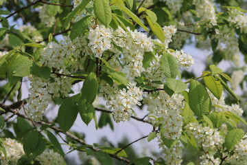 white flowers of bird cherry tree in spring