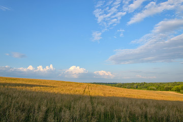 Landscape with wheat field and blue sky