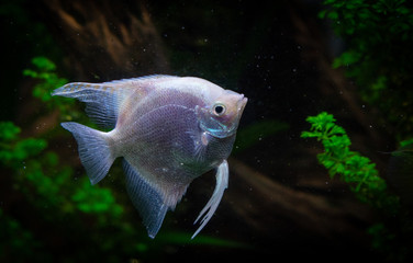 Angelfish freshwater aquarium fish