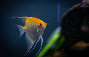 Angelfish freshwater aquarium fish