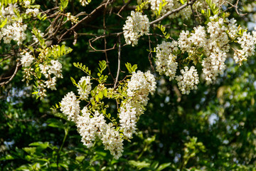 White acacia flower closeup (Robinia pseudoacacia). Acacia tree bloom