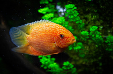 Red Spotted Severum Cichlid