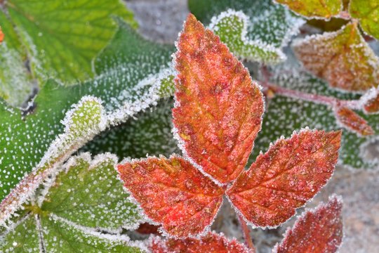 Foglie ricoperte dalla brina
