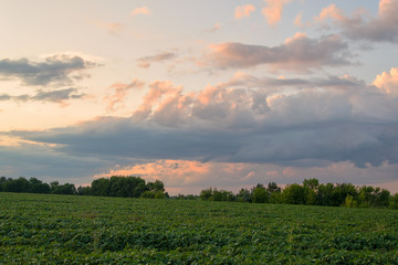 Green field and blue sky in the summer