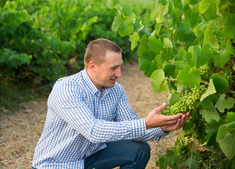 Male winemaker working with grapes in vineyard at fields