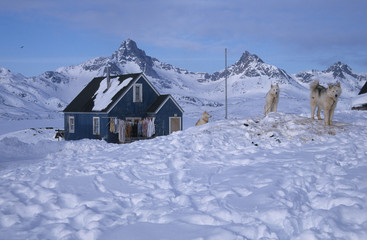 East-Greenland. Solitair house with husky's