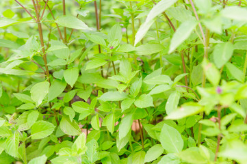 ホーリーバジル　ハーブ