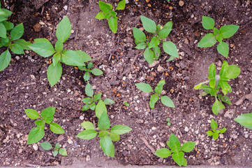 地面に植えられたハーブ