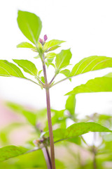 バーブ　ホーリーバジル