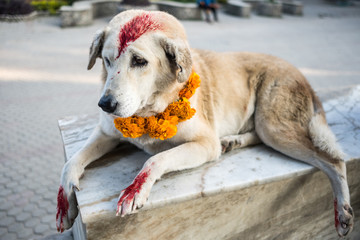 Dog with yellow flower necklace colored with red spots for the Kukur Tihar dog festival in Nepal