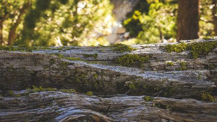 fallen tree in the forest