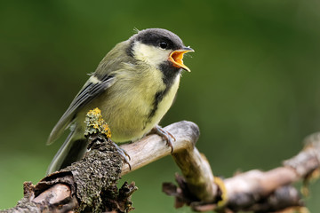 Juvenile Kohlmeise