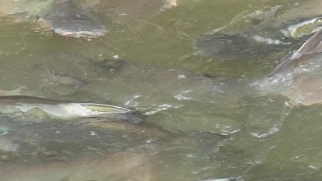 Siriped Catfish
Pangasianodon hypophthalmus
Iridescent shark
Sutchi catfish
Pangasiidae
Thai Catfish, Thailand