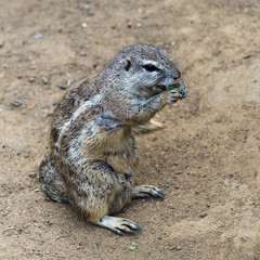 Squirrel sitting on ground