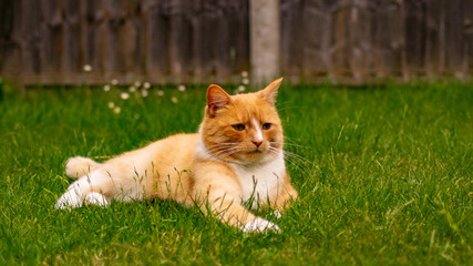 Naklejka na ściany i meble Ginger Tabby Cat on Green Grass Lawn Field Close Up