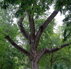 Beautiful tree in Umlauf Sculpture Garden, Austin, Texas
