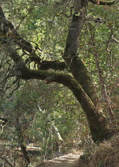 Beautiful Tree in Water Dog Lake Park and Open Space in Belmont, California
